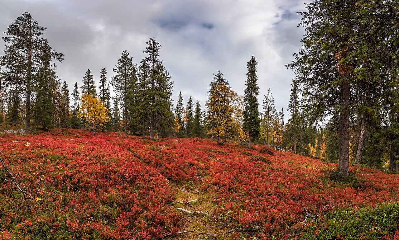 Autumn foliage in Lapland