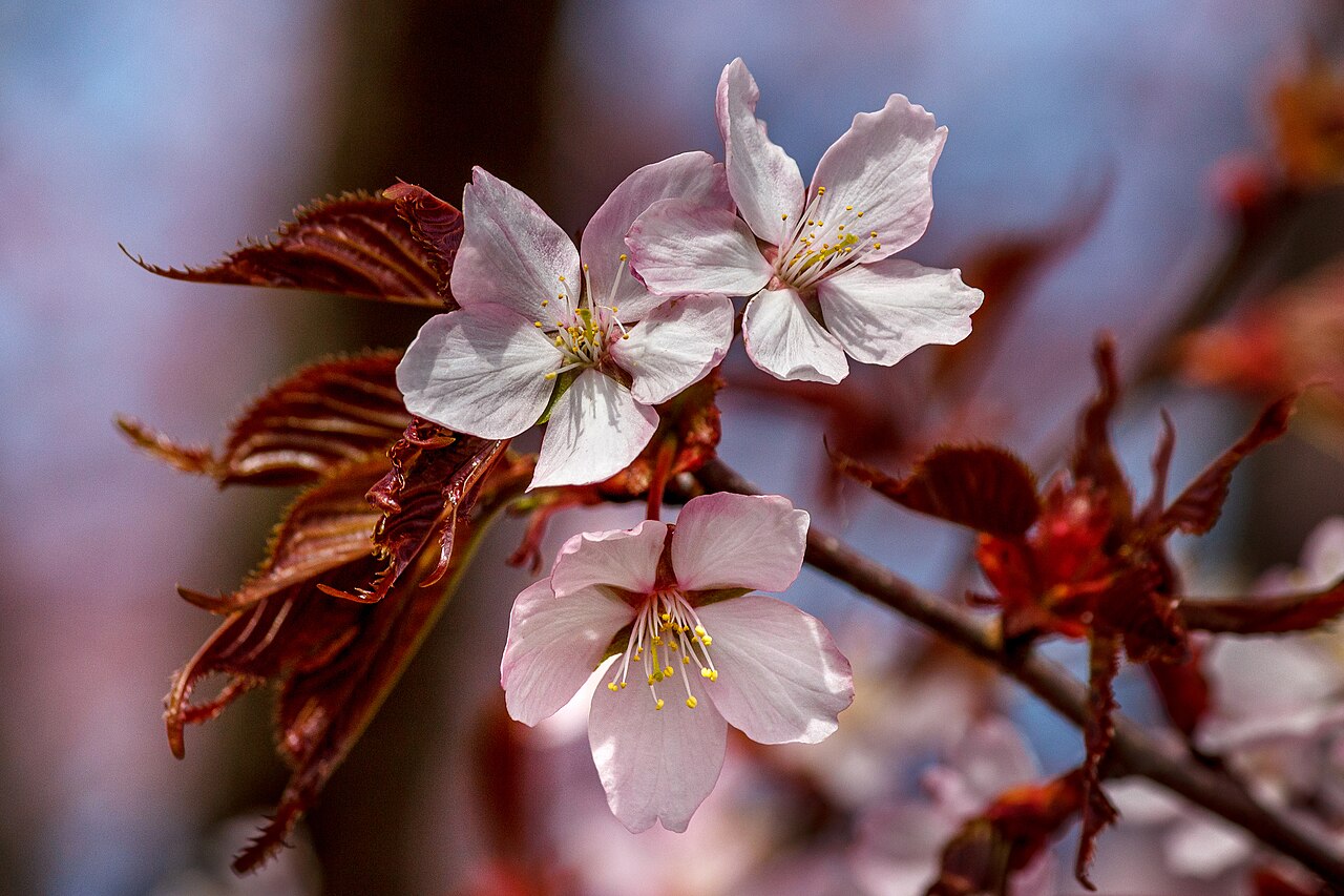 Cherry blossoms
