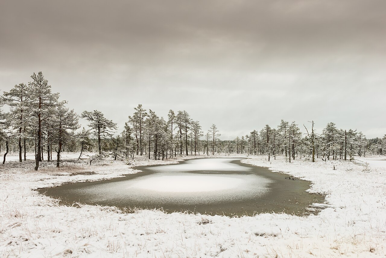 Snowy bog in winter